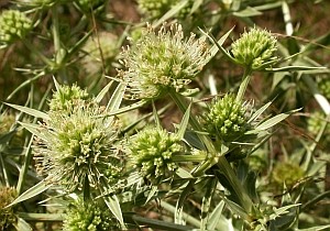 Field Eryngo - Eryngium campestre © Teresa Farino